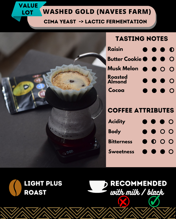 WASHED GOLD - LACTIC FERMENT - Value | Auto Discounted | No Codes